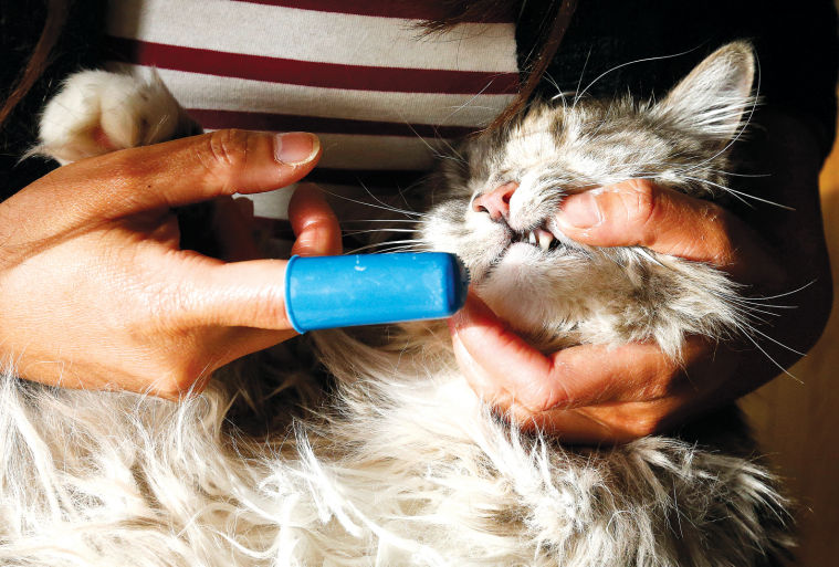 Pets-Bad Breath